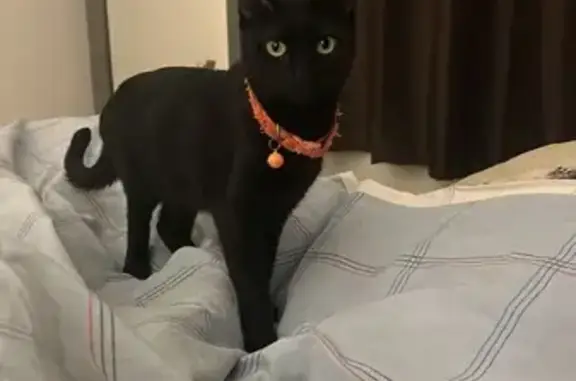 Gatos perdidos, Torreon, foto: ¡Gatita Negra Perdida en Torreón!