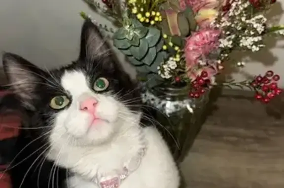 Lost pets , photo: Lost Tuxedo Cat: 8-Month-Old in Wyndham