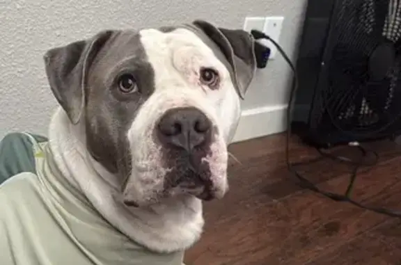 Lost Dog: Friendly Gray & White Pup - photo