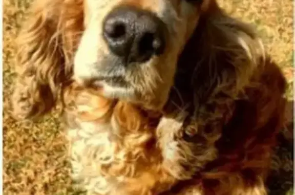 Lost Brown Dog in Midrand, Gauteng