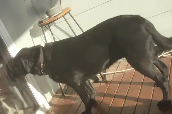 Lost Black Lab on Rays Road - Help Find!