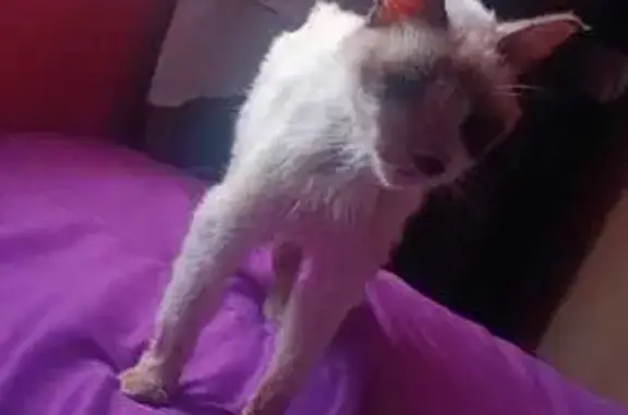 Gato desaparecido Macho (brl002176) - photo