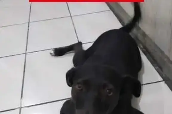 cachorro desaparecida