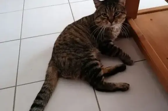 Animaux trouvés Quimper, photo: Chatte craintive trouvée à Quimper