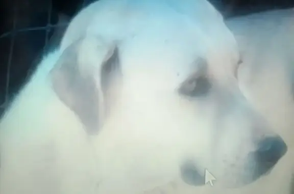 Lost: Gentle Giant Apollo - Please Help!