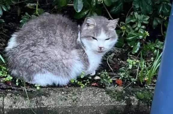 Animaux trouvés Montreuil-le-Gast, photo: Chat blanc et gris trouvé à Montreuil