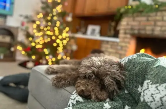 Missing dog Jackson, photo: Lost Mini Chocolate Labradoodle in Jackson