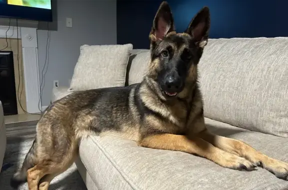 Missing dog Golden, photo: Lost German Shepherd: Blue in Golden, CO