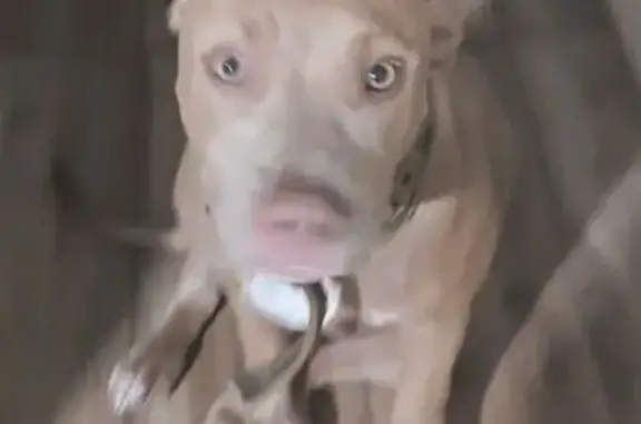 Lost: Fawn Pit Bull & Mom in Pink Harness