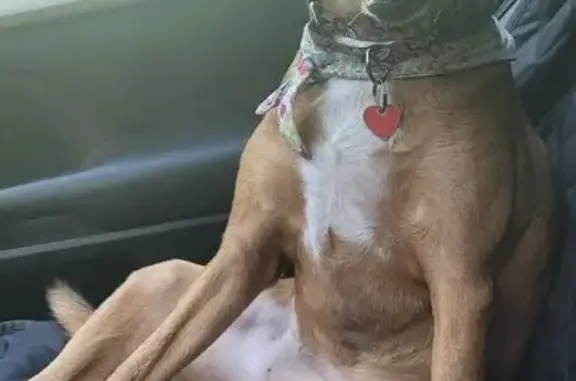 Missing dog , photo: Lost Tan Dog in Saint Augustine Shores