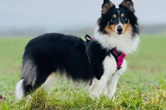Chien perdu Bornel, photo : Chien perdue Romy, Bornel, harnais rose