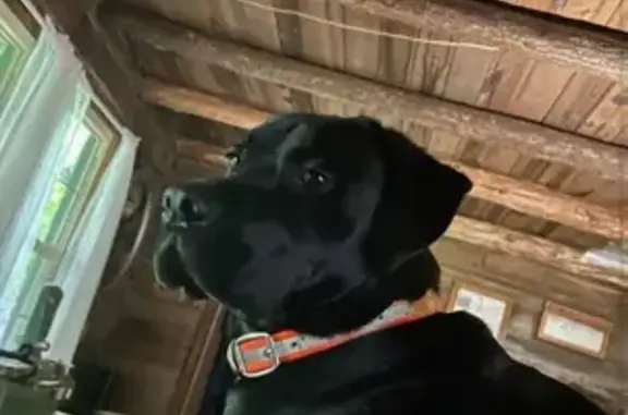 Lost Dog Alert: Candler's Smokey Hwy - photo