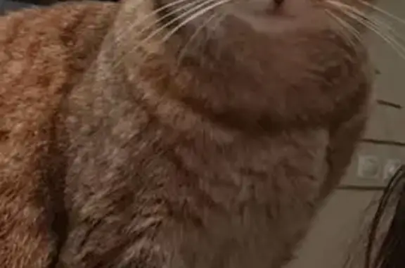 Animaux perdus Dole, photo: Chatte tigrée rousse perdue à Dole