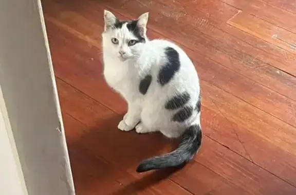 Lost Cat Oreo: Heart-Shaped Spots, Pluto Rd