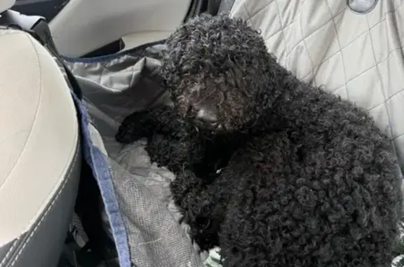 Black, curly-haired, large sized dog.