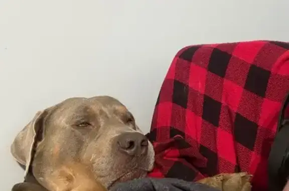 Lost Tan Dog Near Blankenship Narrell