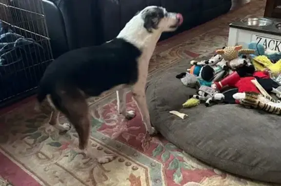 Found dog Kingston, photo: Found Dog: Well-Behaved & Homesick