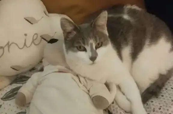 Chatte perdue : grise/blanche, Angoulême - photo