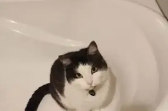 Missing cat Melbourne, photo: Lost Male Tabby Cat in Melbourne