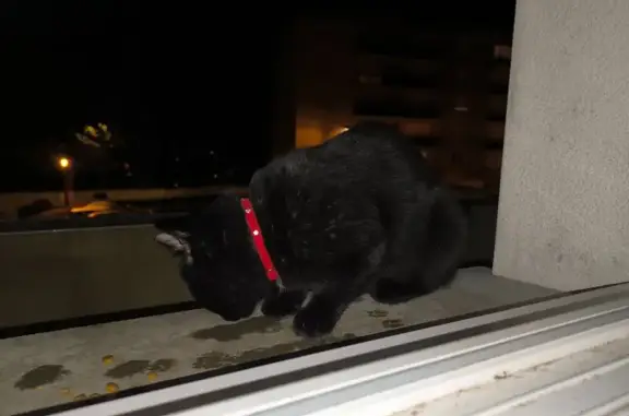 Chat trouvé Brest, photo: Chat noir sociable avec collier rouge à Brest
