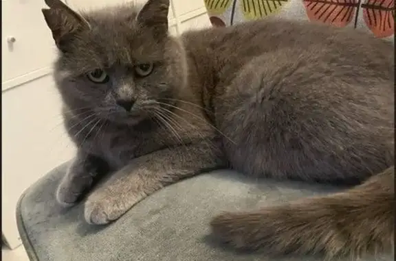 Chat perdu, , photo: Chat perdu à Changé : Cookie, gris sociable