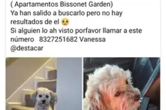 Lost and found pets Houston, photo: Lost Dog on Bissonnet St: Spanish Speaker