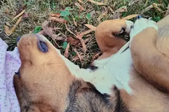 Missing dog Birmingham, photo: Lost Dog: Sweet Brown Pup on Oxmoor Rd