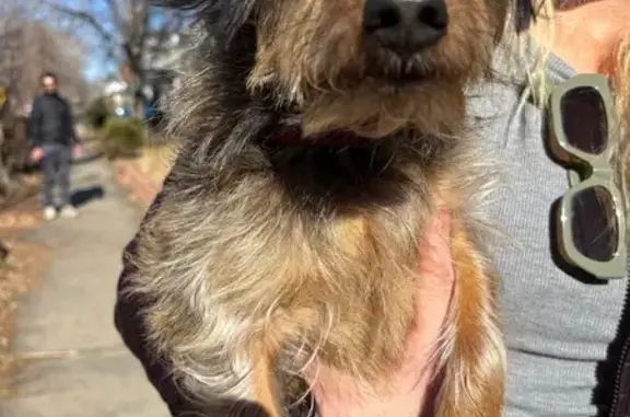 Found dog Denver, photo: Found Dog: Wired Coat, Red Harness, Denver