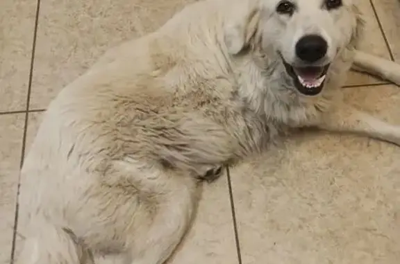 Sweet Found Dog in McCormick Ranch Area