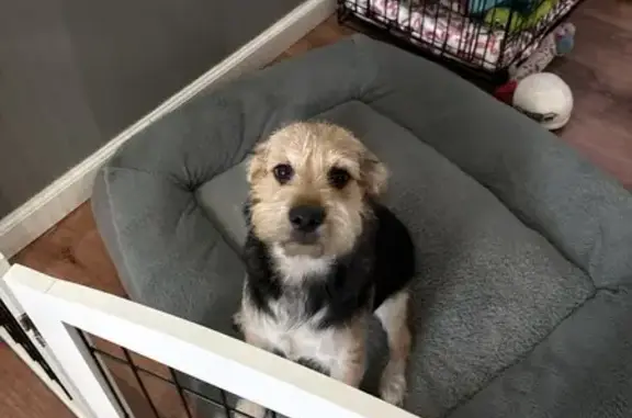 Found dog Arizona City, photo: Found: Sweet Small/Medium Dog in Surprise, AZ