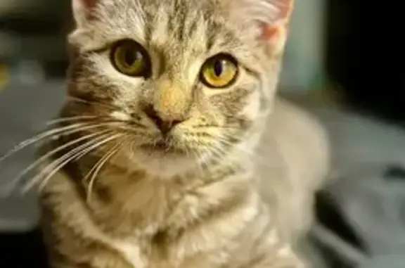 Missing cat Upper Marlboro, photo: Lost cat, Upper Marlboro