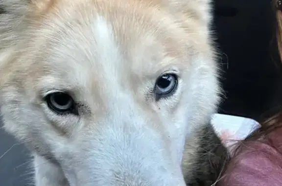 Found dog Hazleton, photo: Friendly Husky-Shepherd Mix Found in Hazleton