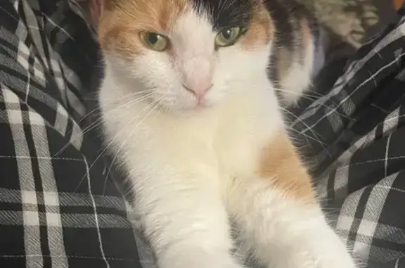 Help Find Our Unique Black & Orange Cat!