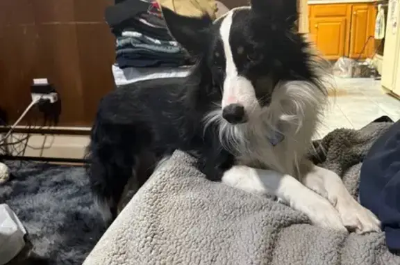 Lost Dog: Blue Collar, Chipped, Tamaqua