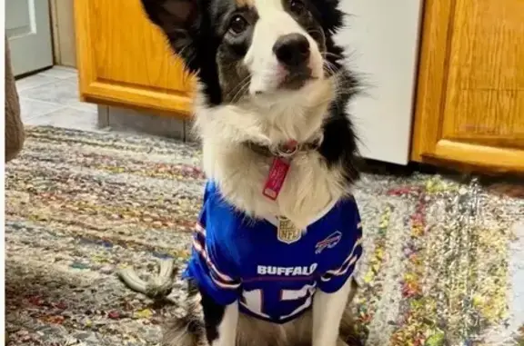 Lost Dog: Pink Collar, Tamaqua Area