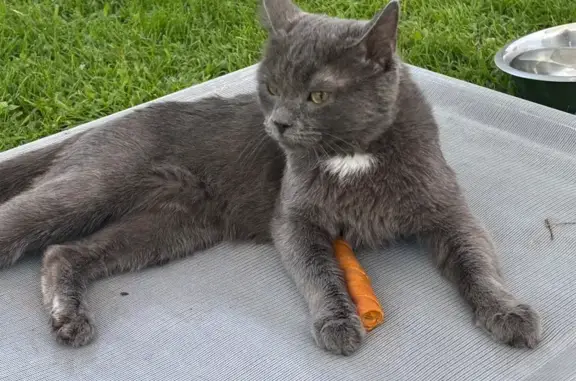 Lost Grey Cat: Friendly & Affectionate
