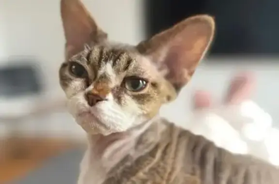 Lost Tabby Devon Rex on Weirfield St