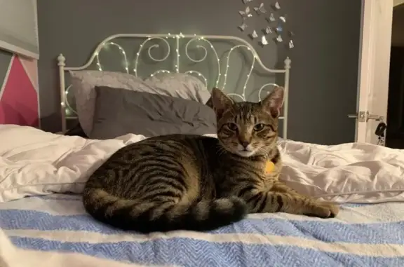 Lost Brown Tabby on Hamlet Rd, Levittown
