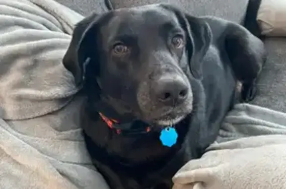 Lost Black Lab: Help Bring Him Home
