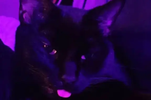 Lost Black Cat: Green Eyes, Crooked Tail