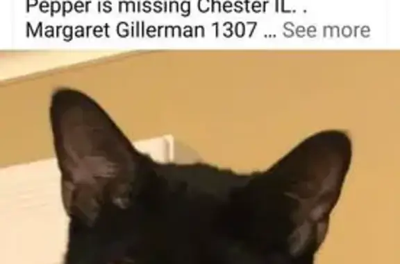 Chester Cat's Tail Theft Mystery