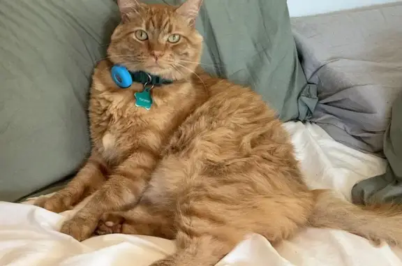 Lost Orange Tabby: Tucker in L.A.!