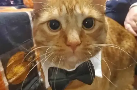 Lost Shy Cat: 4th St, East Providence