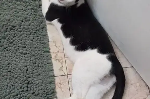 Lost Cat: Black & White in Wheat Ridge