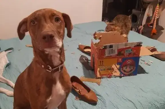 Perros perdidos, , foto: ¡Perra Criolla Perdida en Zapopan!