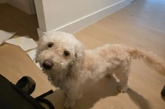 Found dog Dallas, photo: Found Dog on Marsh Lane, Dallas