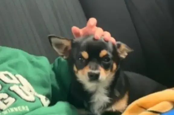 Chien perdu à Bordeaux, contactez-moi ! - photo