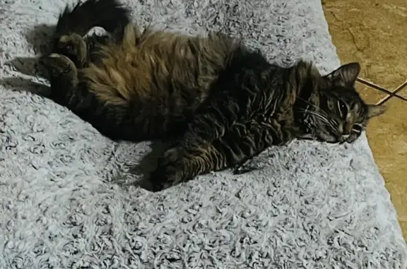 Lost Friendly Tabby Charlie - Royal Palm