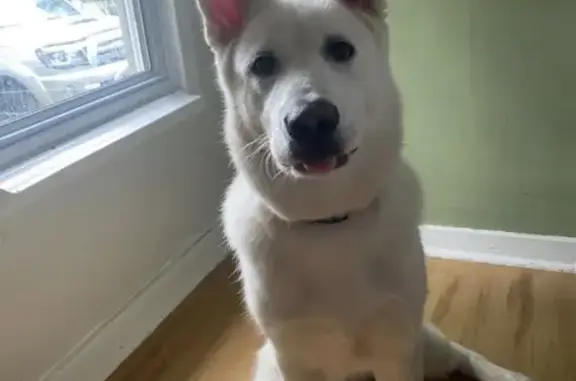 Lost White German Shepherd: 'Gambi'