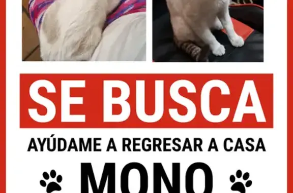 Gatos perdidos, Guadalajara, foto: ¡Gato Perdido! Blanco con Collar Rojo